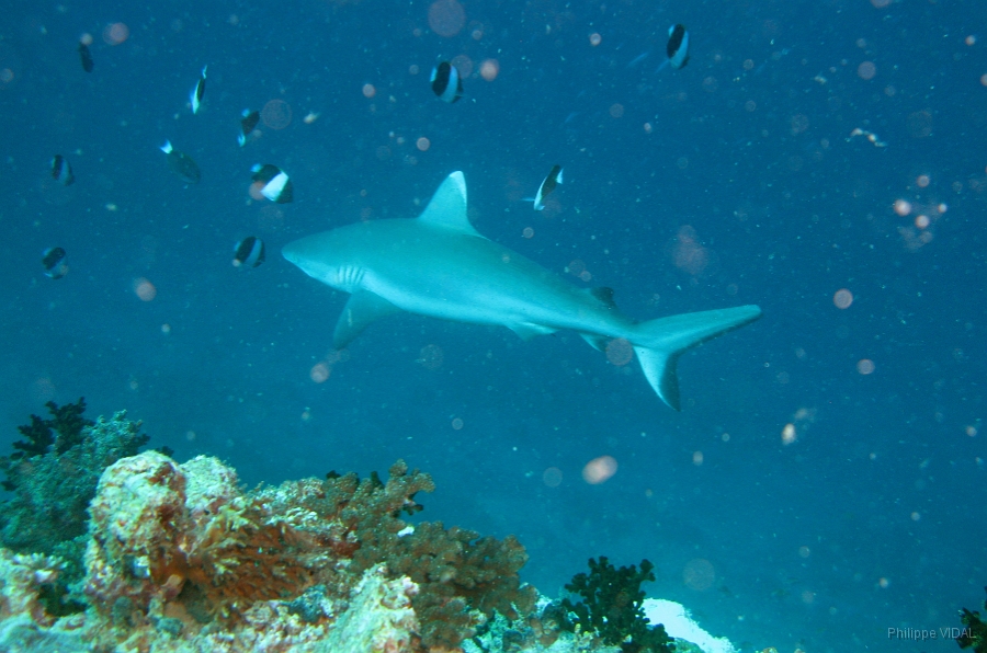 IMG_7698rc_Maldives_Madoogali_Requin gris de recif ou Dagsit Carcharhinus amblyrhynchos.jpg